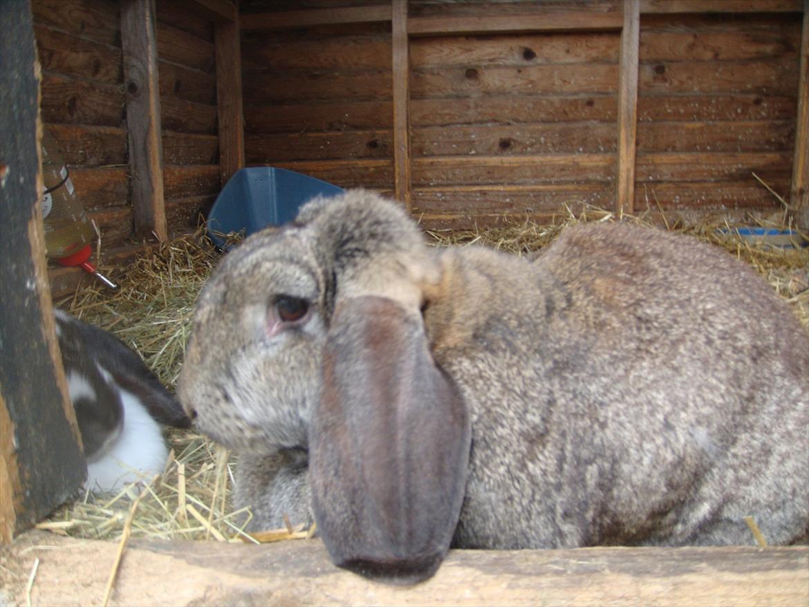 Kanin choko star død r.i.p :`( billede 3