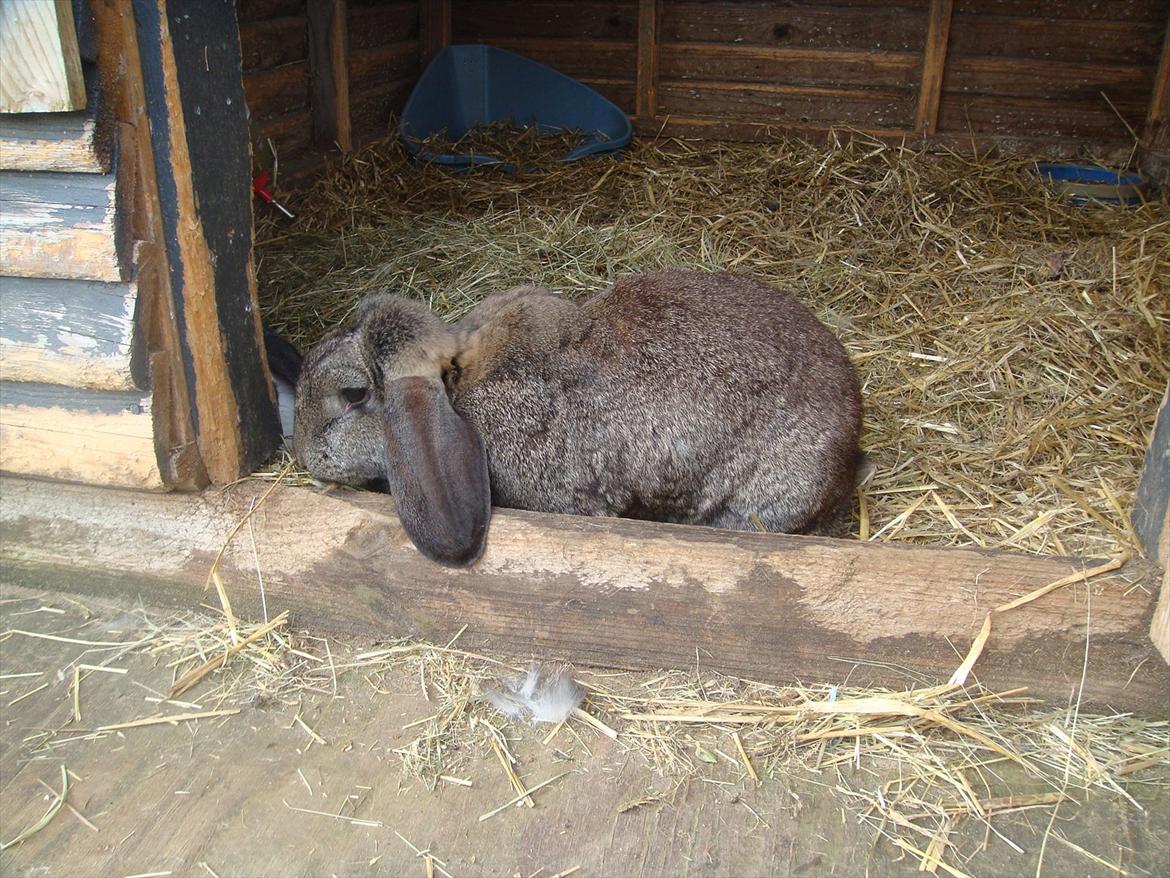 Kanin choko star død r.i.p :`( billede 4