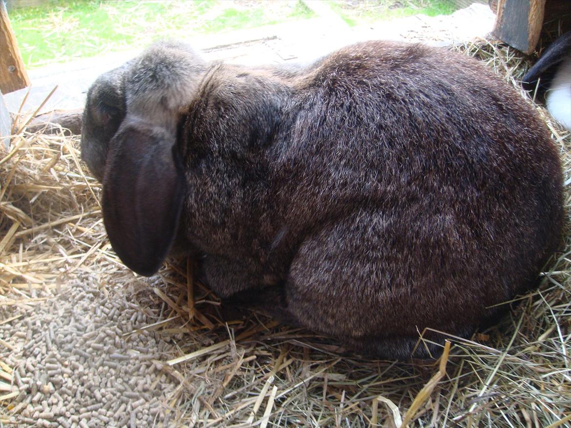 Kanin choko star død r.i.p :`( billede 5