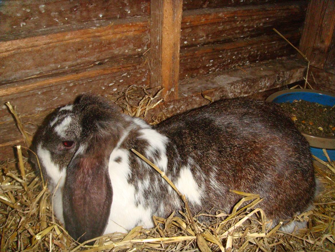 Kanin Milkyway R.I.P. :,( billede 1