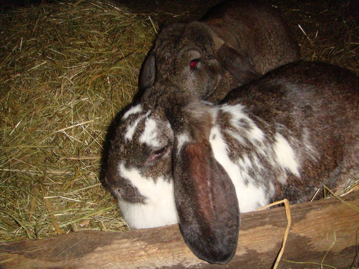 Kanin Milkyway R.I.P. :,( billede 2