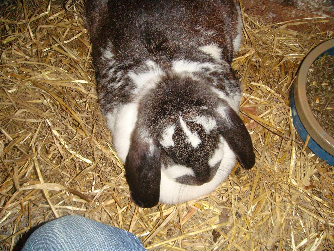 Kanin Milkyway R.I.P. :,( billede 3