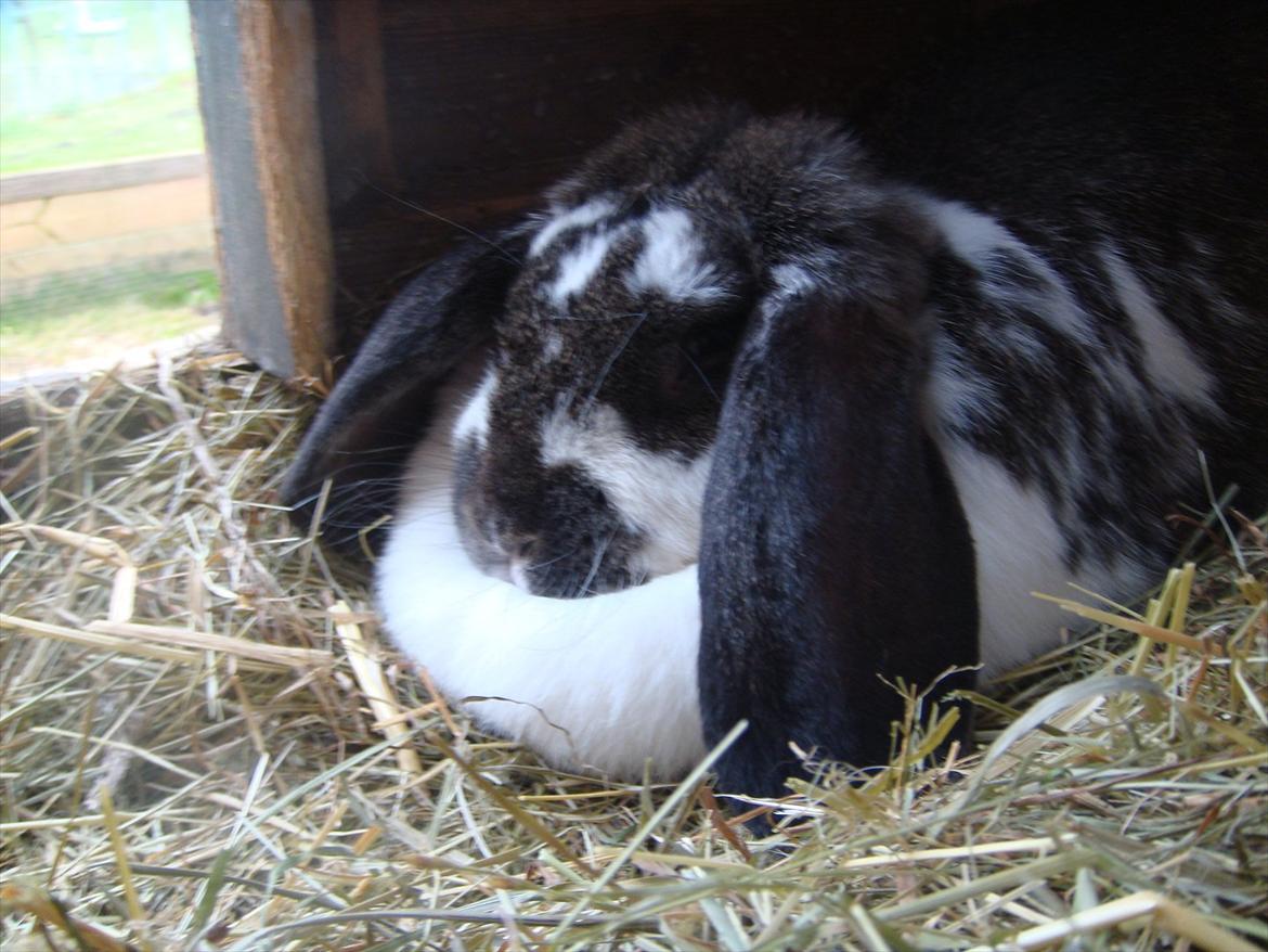 Kanin Milkyway R.I.P. :,( billede 4