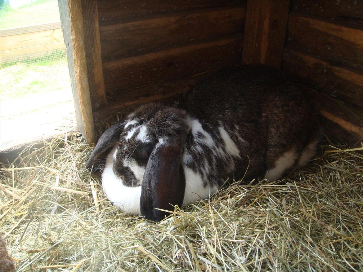 Kanin Milkyway R.I.P. :,( billede 5