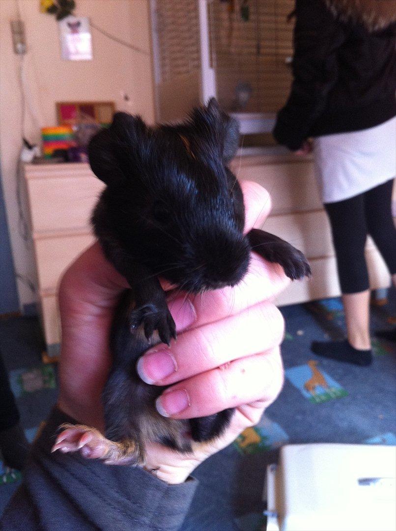 Marsvin Gloria *RIP* billede 1