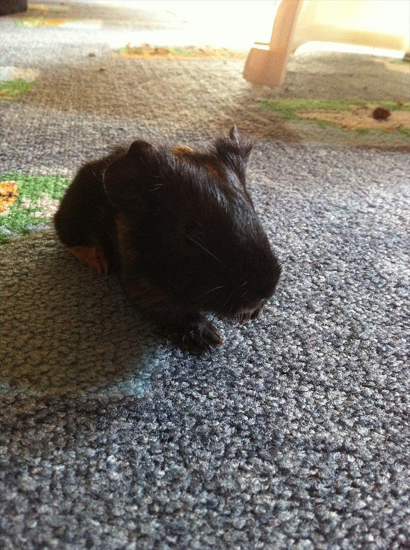 Marsvin Gloria *RIP* billede 2