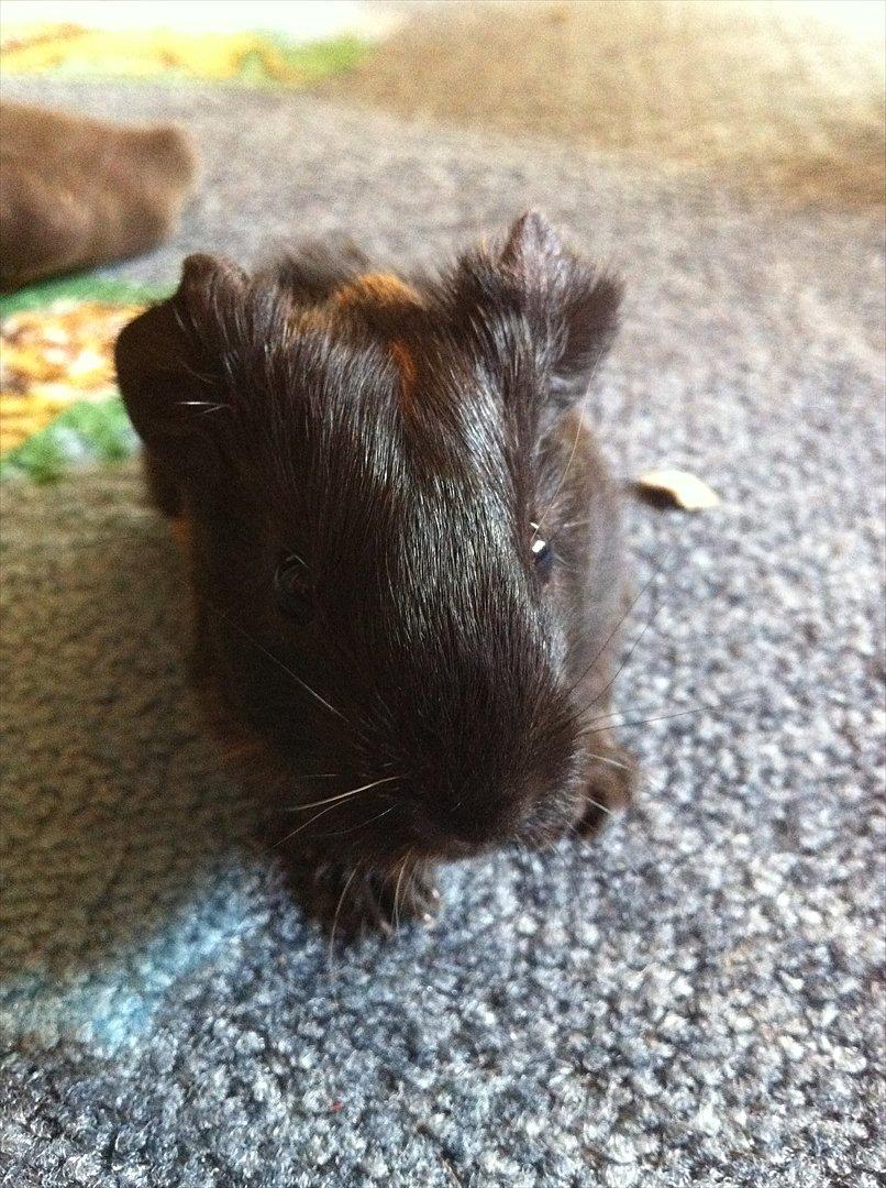 Marsvin Gloria *RIP* billede 3