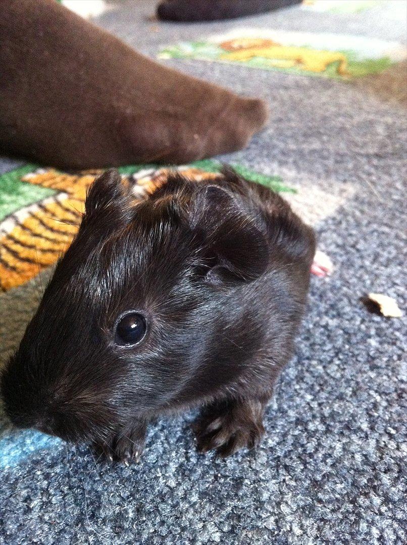 Marsvin Gloria *RIP* billede 4