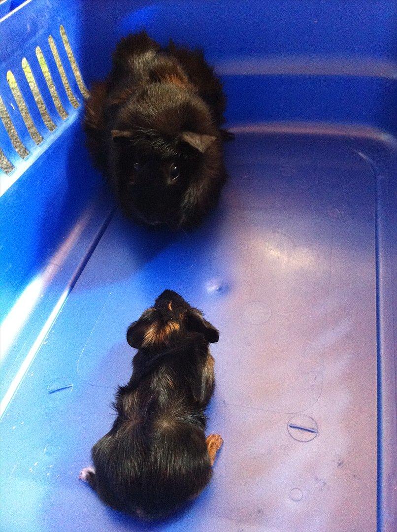 Marsvin Gloria *RIP* billede 5