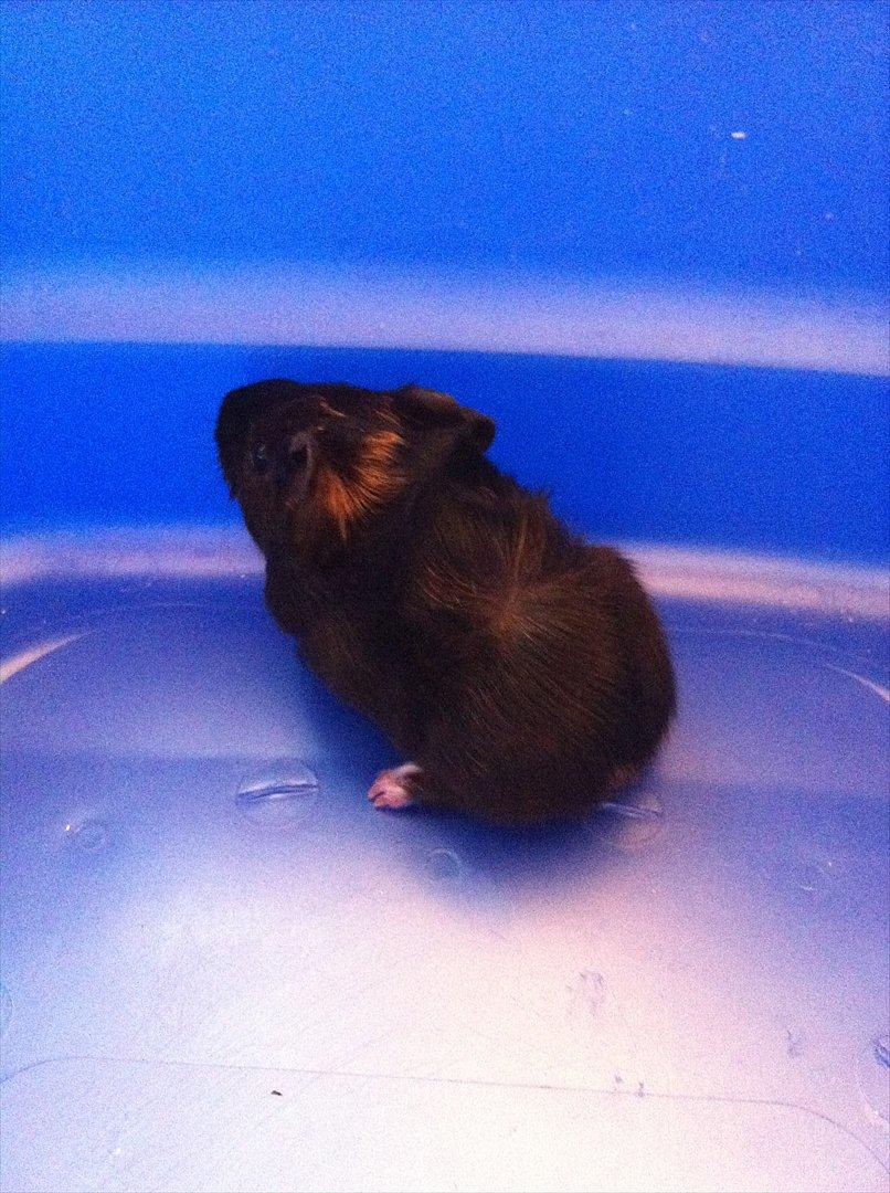 Marsvin Gloria *RIP* billede 6