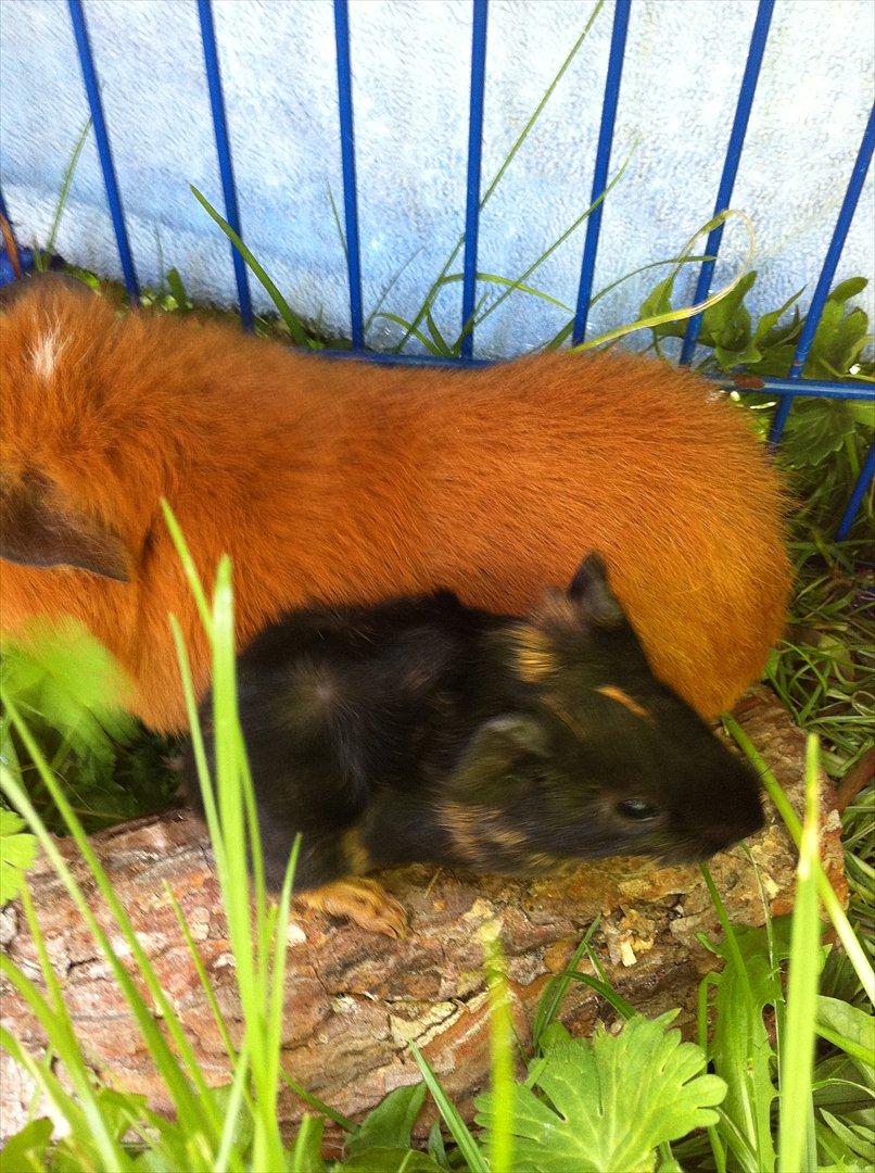 Marsvin Gloria *RIP* billede 7