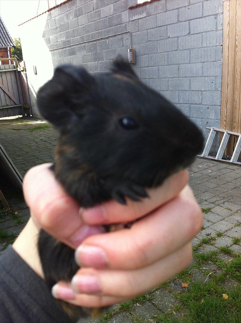 Marsvin Gloria *RIP* billede 8