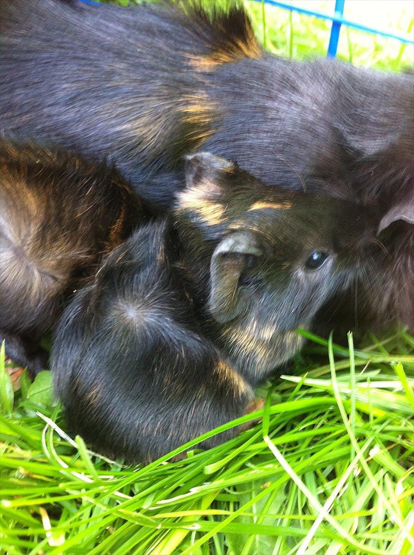 Marsvin Gloria *RIP* billede 9