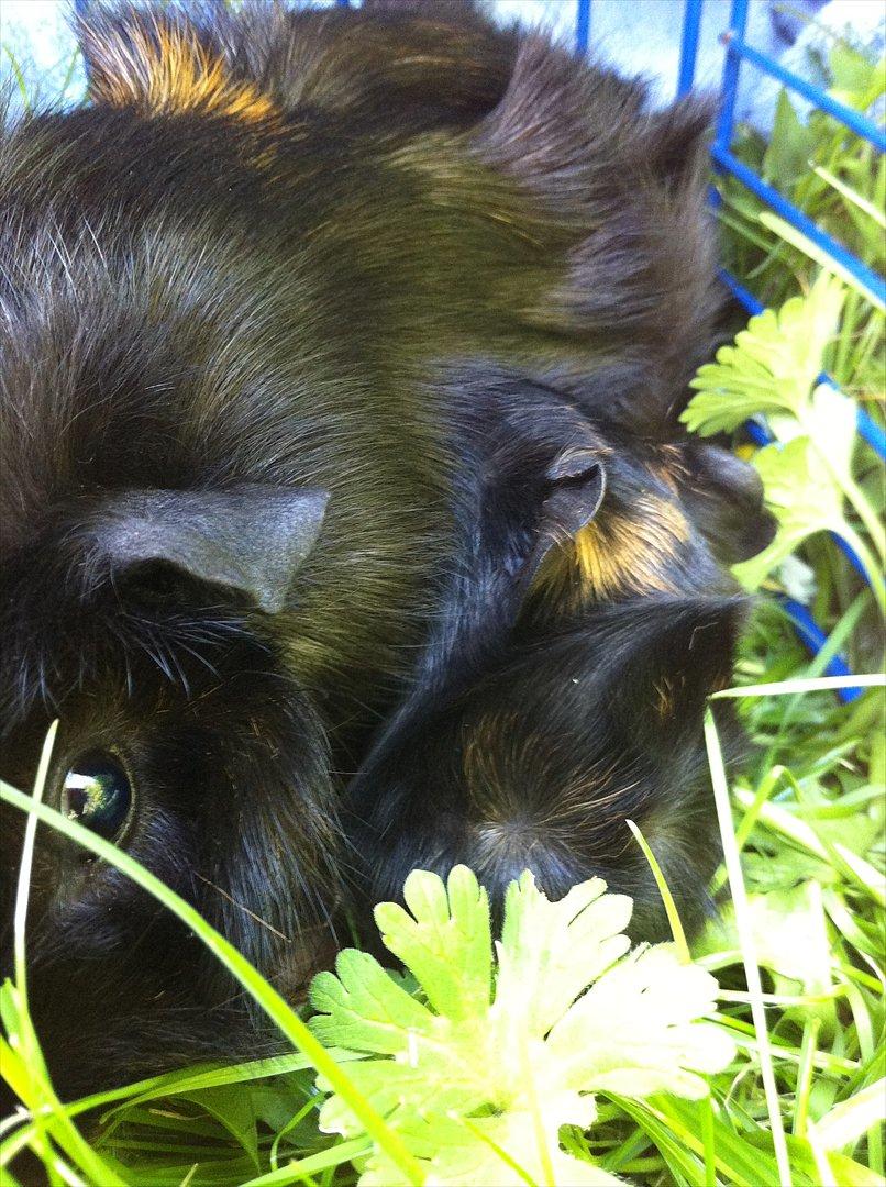 Marsvin Gloria *RIP* billede 10