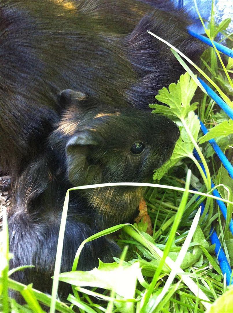 Marsvin Gloria *RIP* billede 11