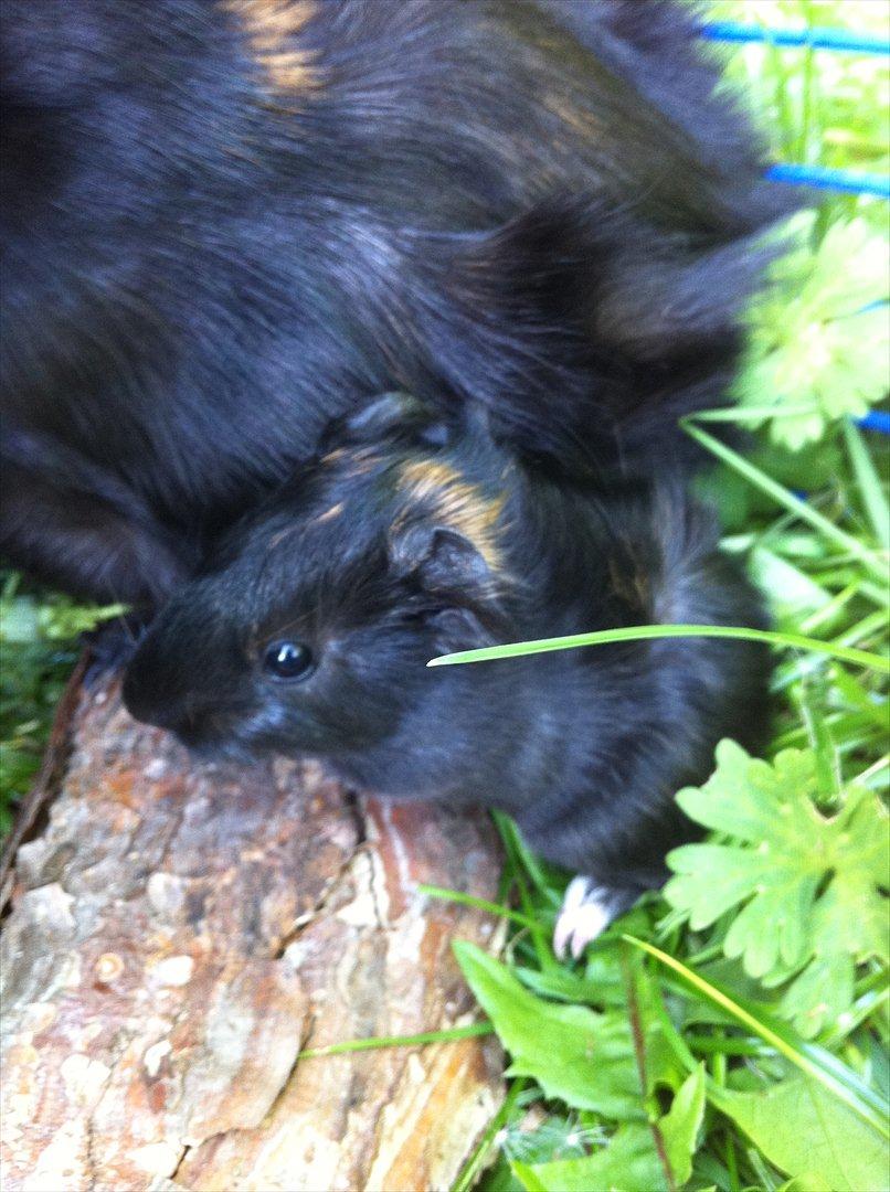 Marsvin Gloria *RIP* billede 12