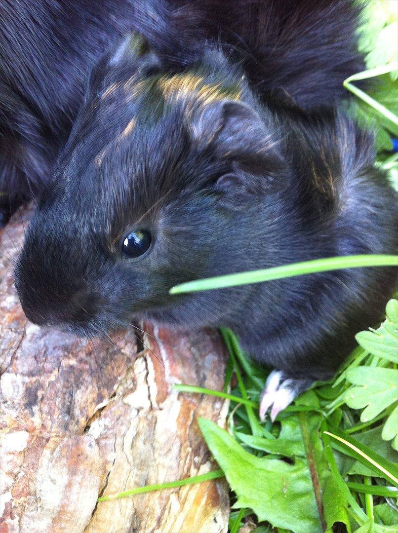 Marsvin Gloria *RIP* billede 13