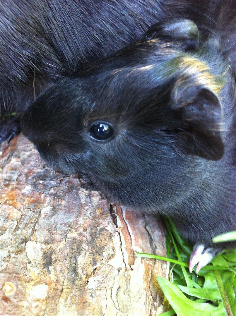 Marsvin Gloria *RIP* billede 14