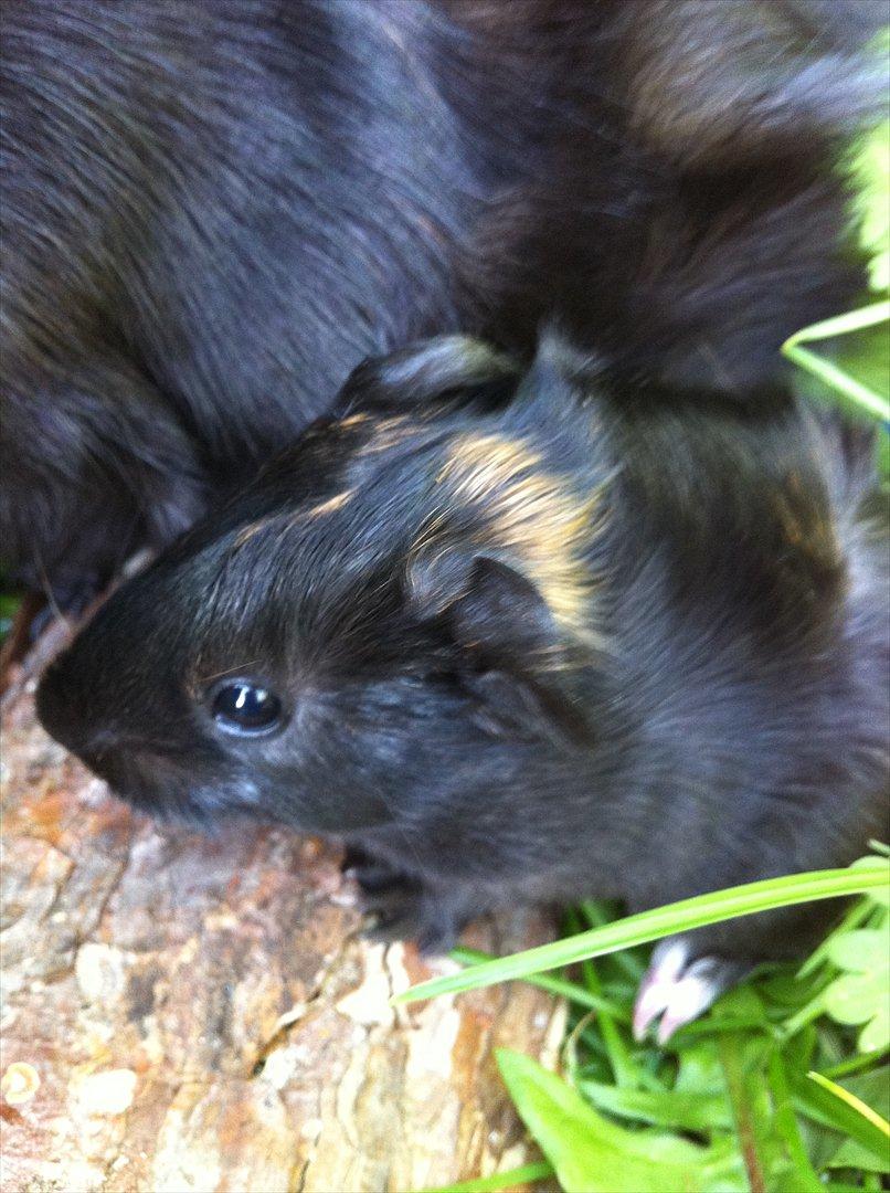 Marsvin Gloria *RIP* billede 15