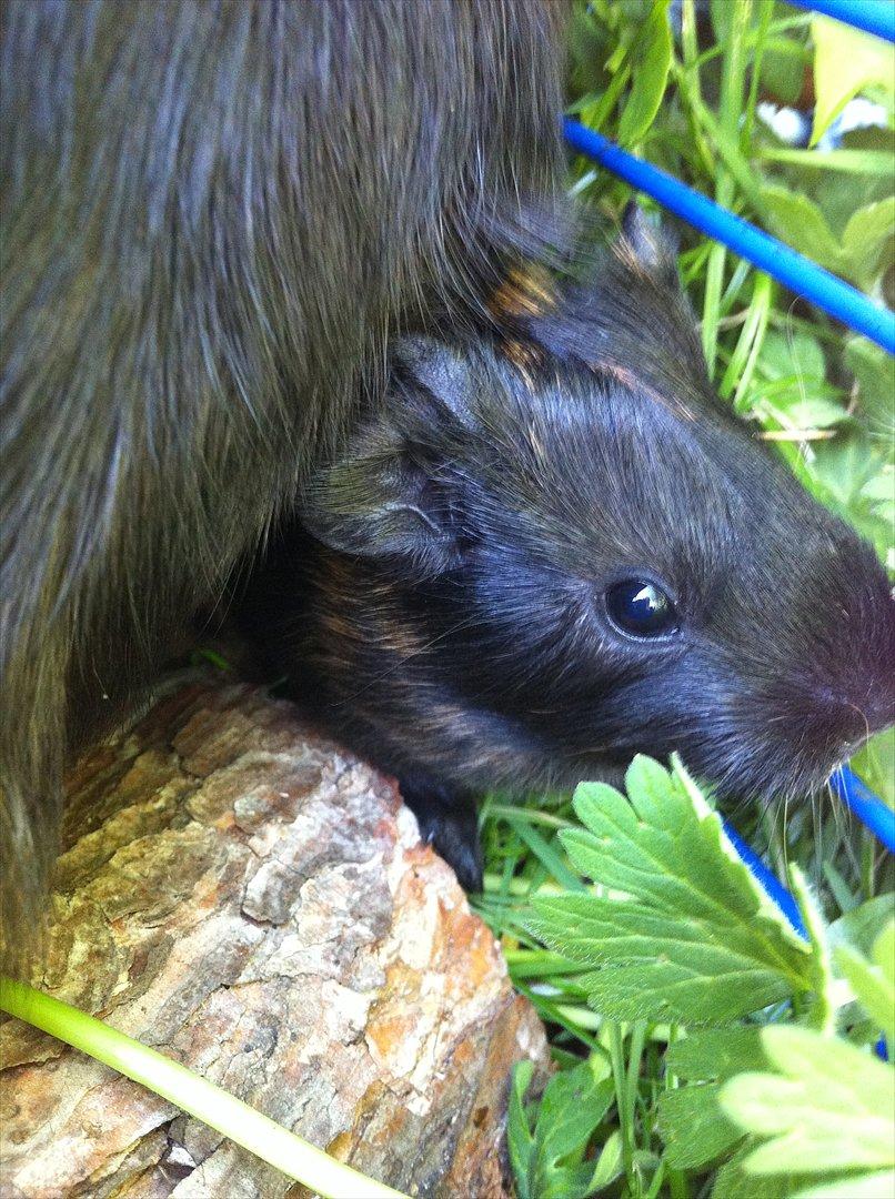 Marsvin Gloria *RIP* billede 16