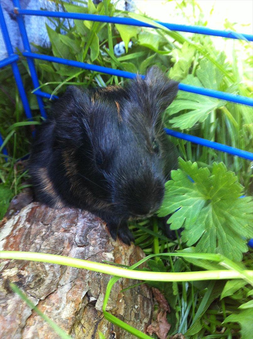 Marsvin Gloria *RIP* billede 17