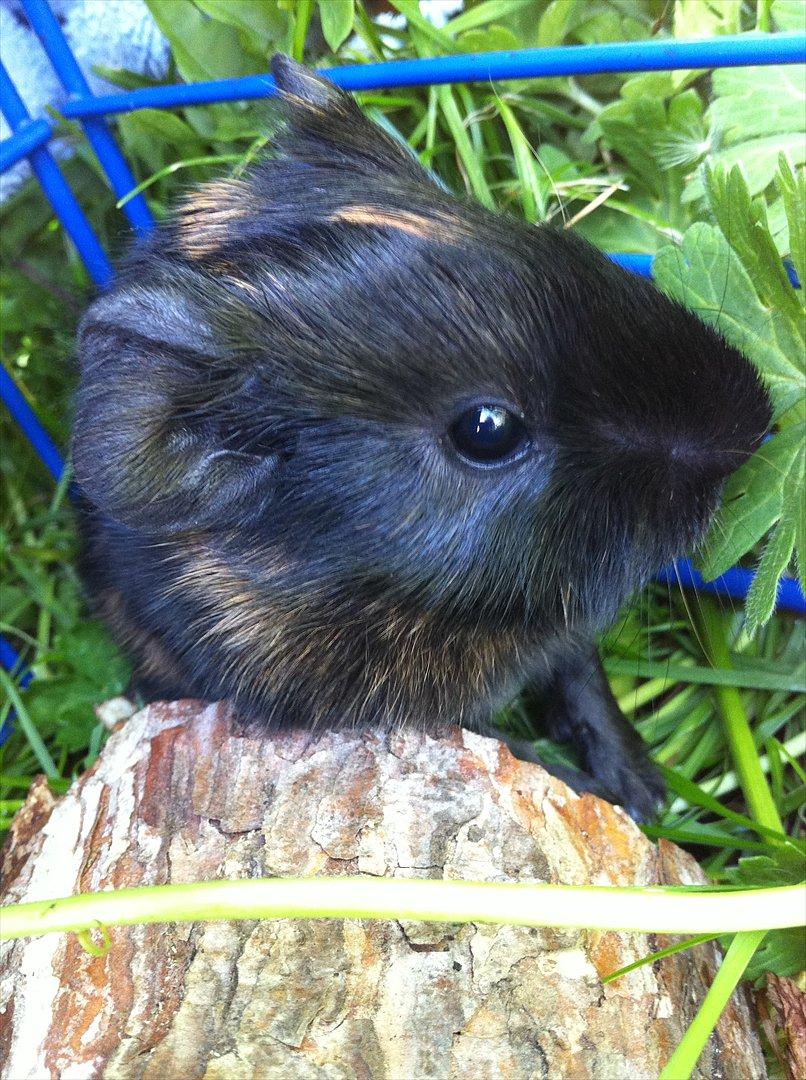 Marsvin Gloria *RIP* billede 18