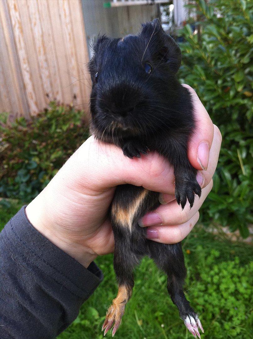 Marsvin Gloria *RIP* billede 19