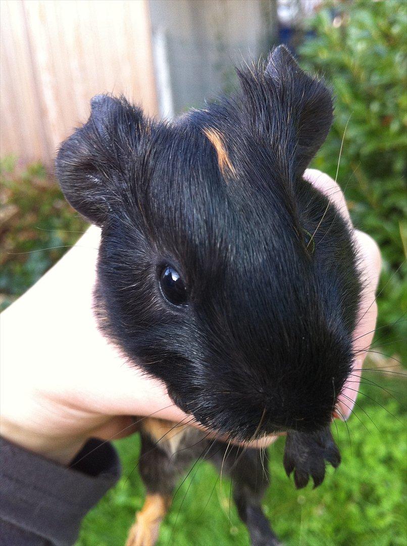 Marsvin Gloria *RIP* billede 20