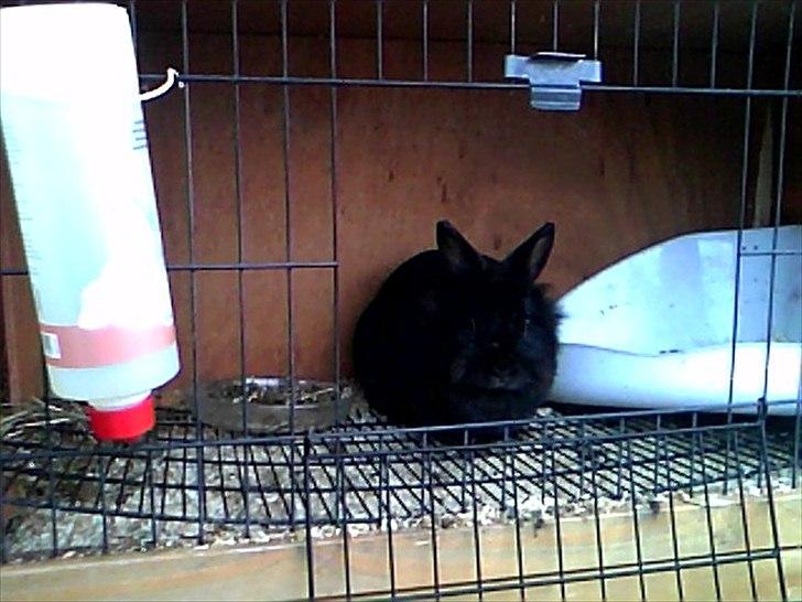 Kanin Team Super Gnaver Cocio billede 2