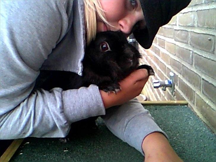 Kanin Team Super Gnaver Cocio billede 3