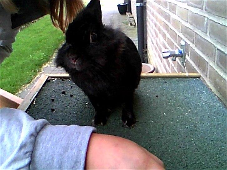 Kanin Team Super Gnaver Cocio billede 4