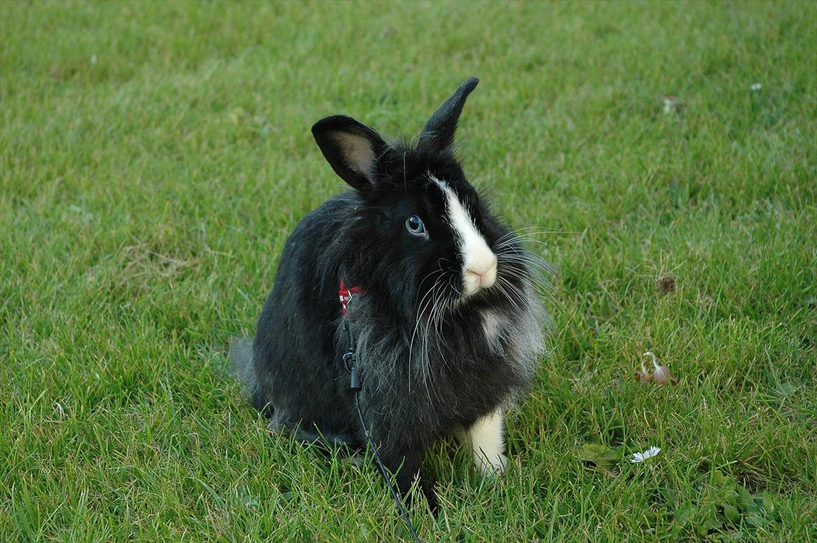 Kanin Sasha Sajuki billede 1