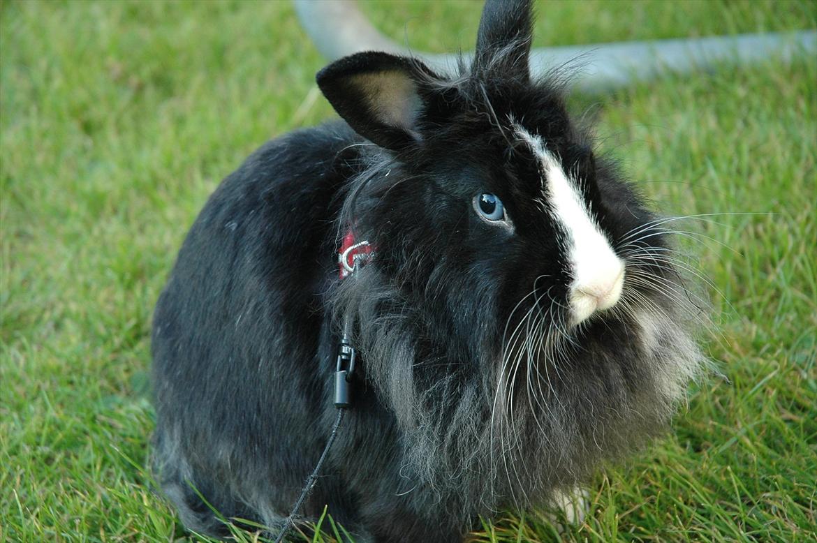 Kanin Sasha Sajuki billede 7