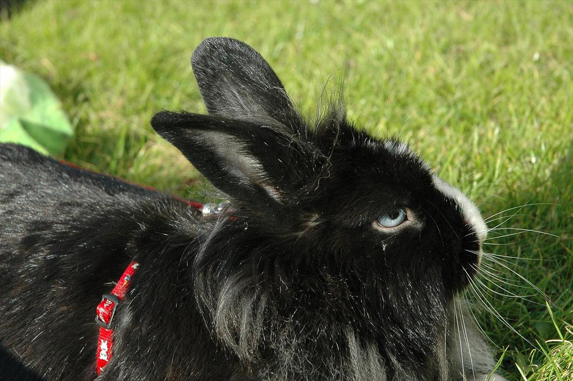 Kanin Sasha Sajuki billede 9