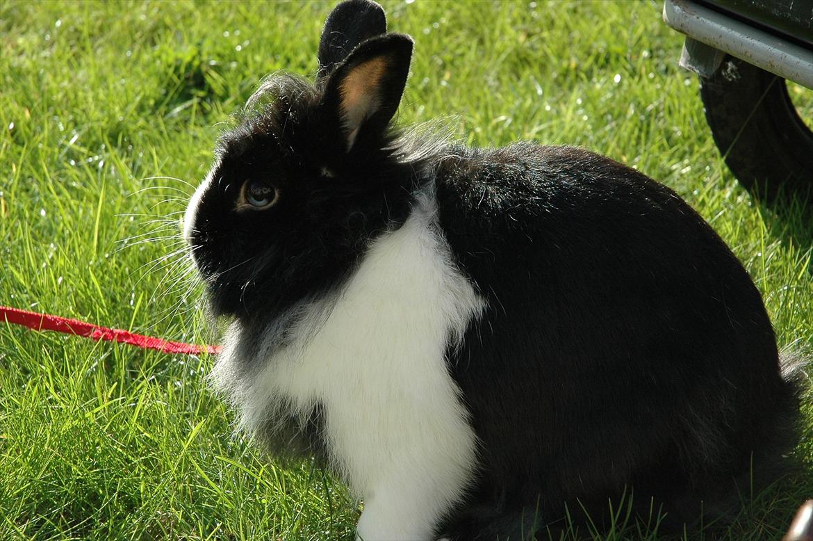 Kanin Sasha Sajuki billede 10