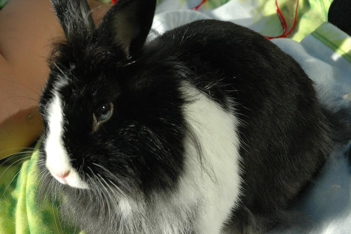 Kanin Sasha Sajuki billede 2