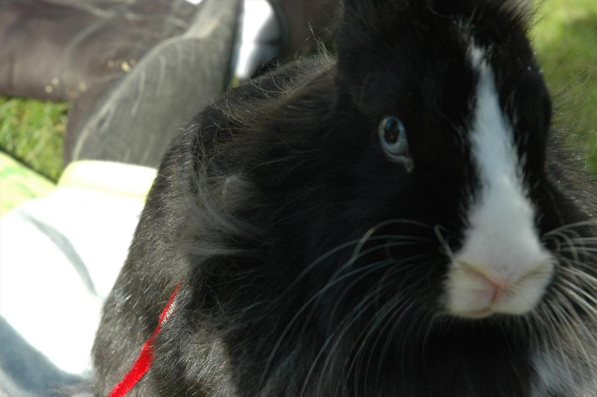 Kanin Sasha Sajuki billede 3