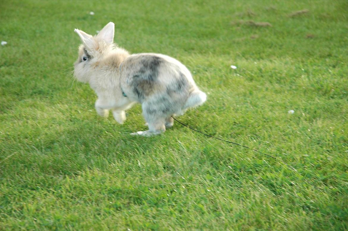 Kanin Pop'op Prins Nubbe  billede 7