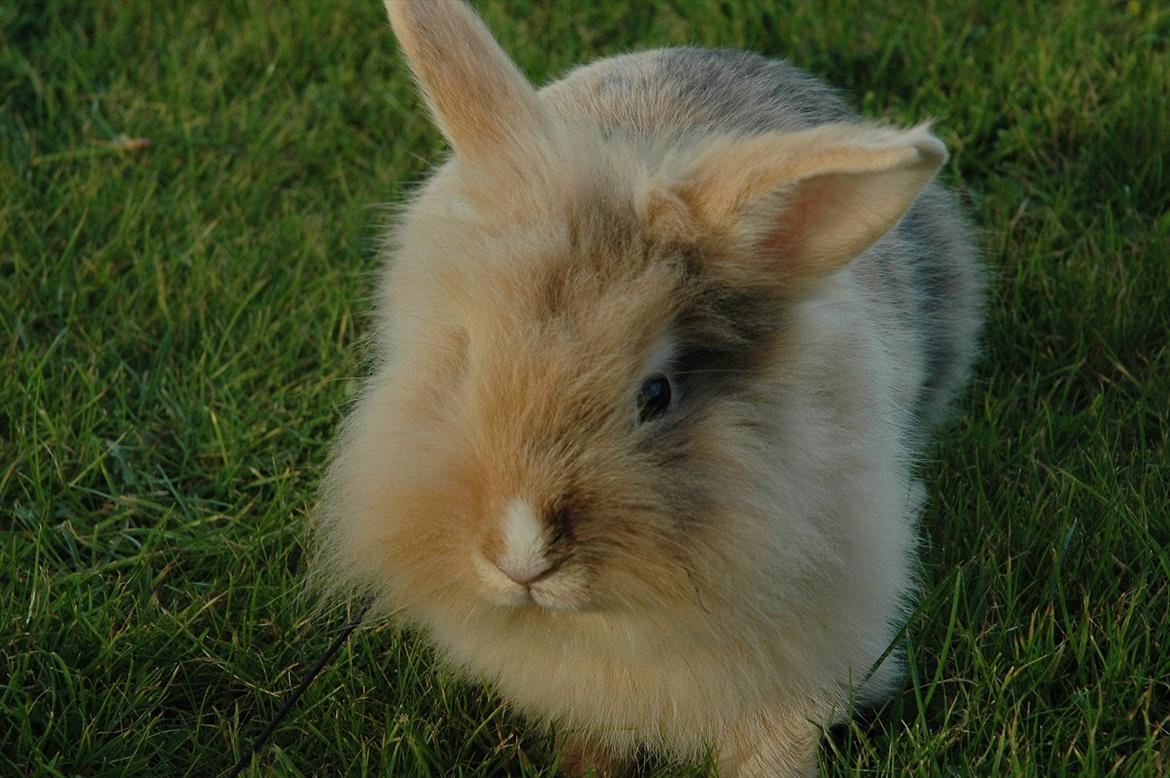 Kanin Pop'op Prins Nubbe  billede 14