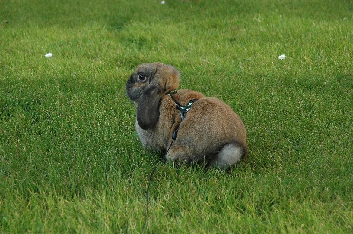 Kanin Naked Nagini Tosqua billede 4