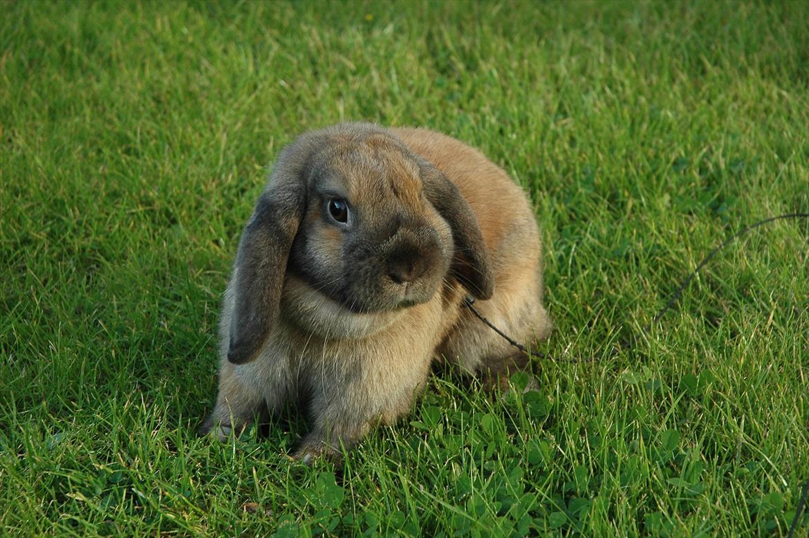 Kanin Naked Nagini Tosqua billede 5