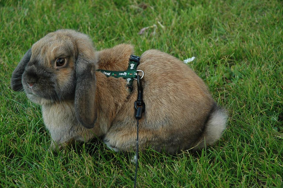 Kanin Naked Nagini Tosqua billede 6