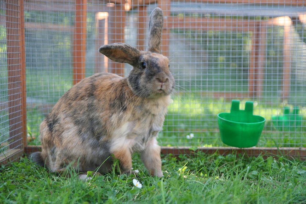 Kanin MaPos Little Beauty Sunshine billede 19