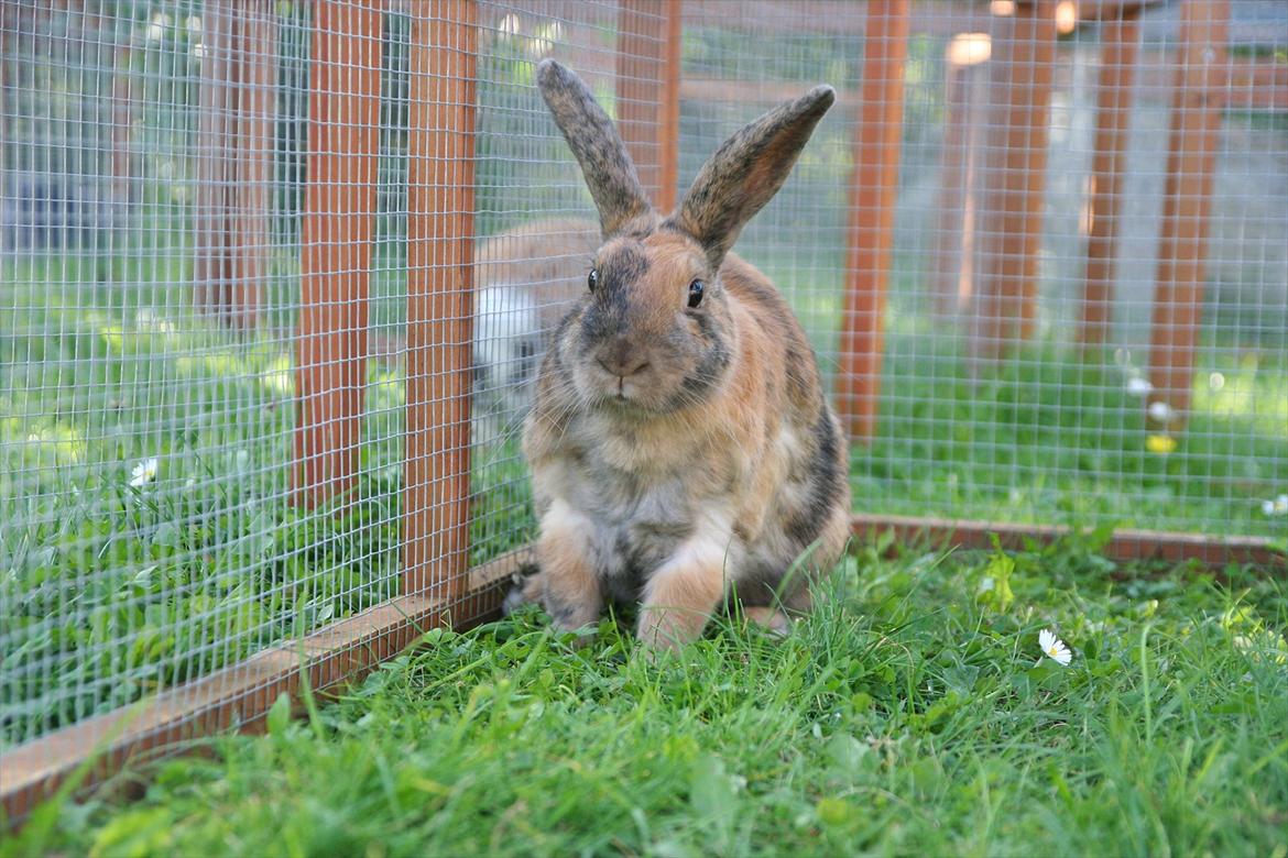 Kanin MaPos Little Beauty Sunshine billede 13