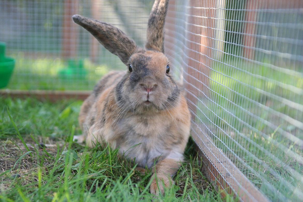 Kanin MaPos Little Beauty Sunshine billede 16