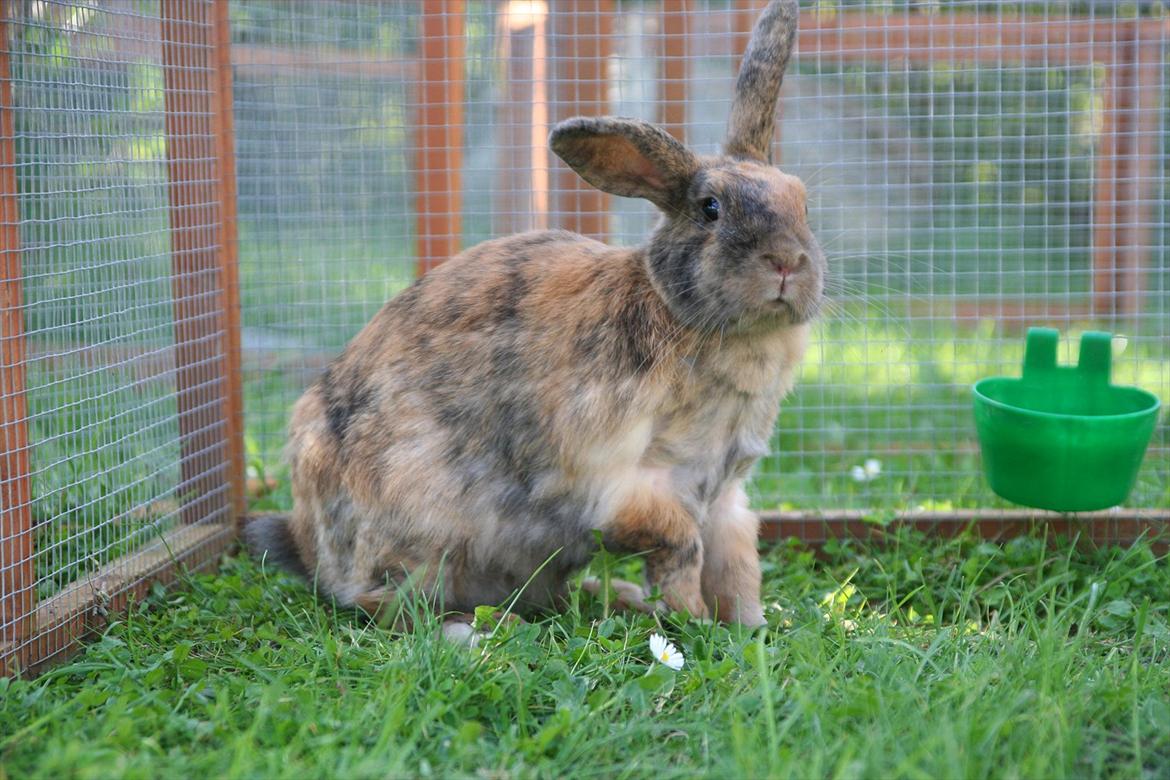 Kanin MaPos Little Beauty Sunshine billede 7