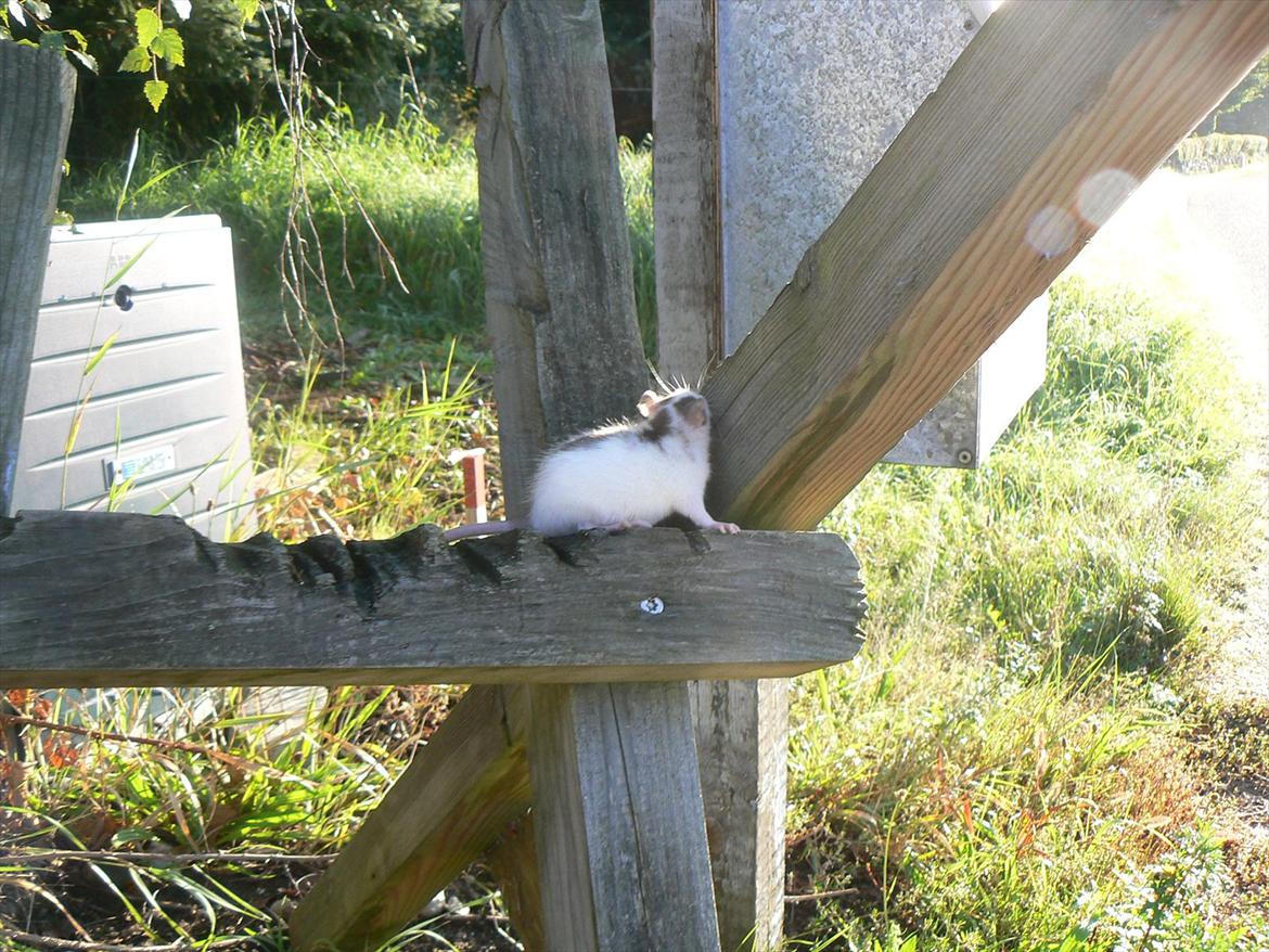 Tamrotte Chia billede 7