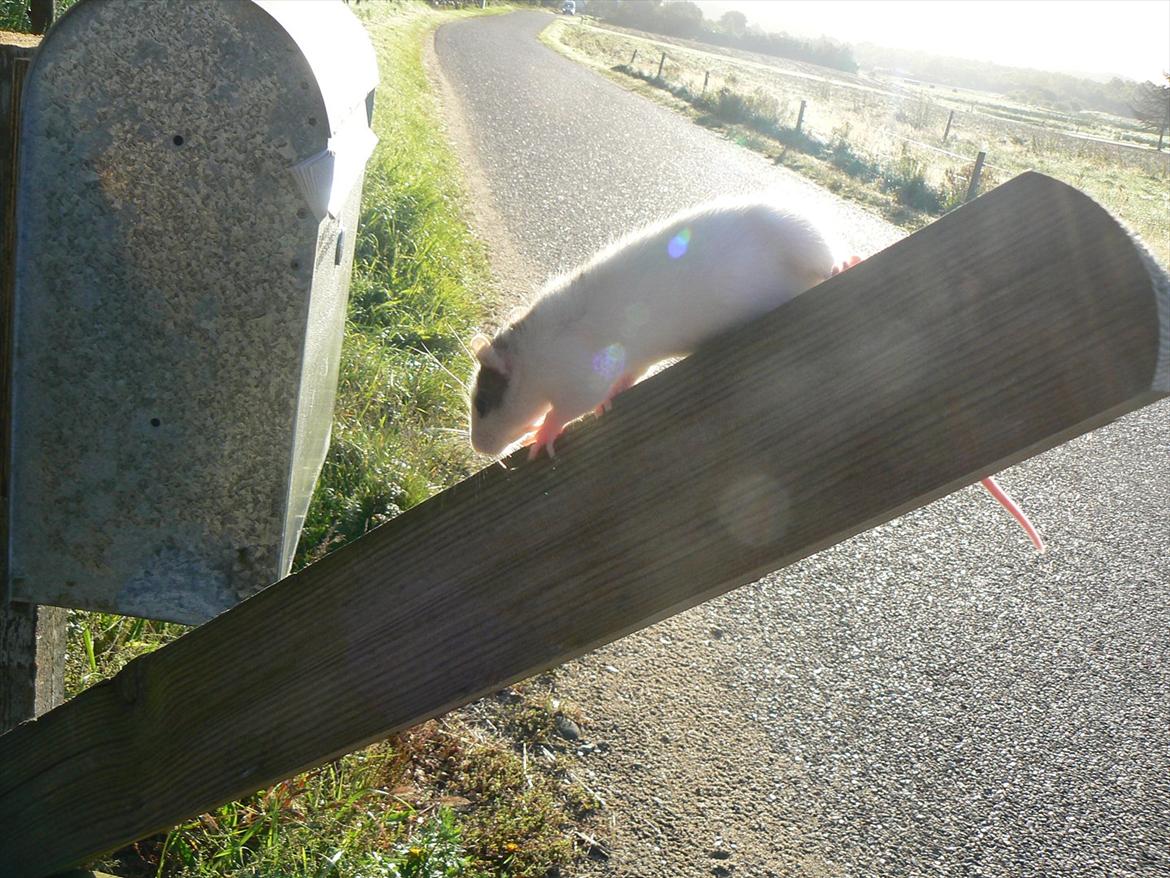 Tamrotte Chia billede 8