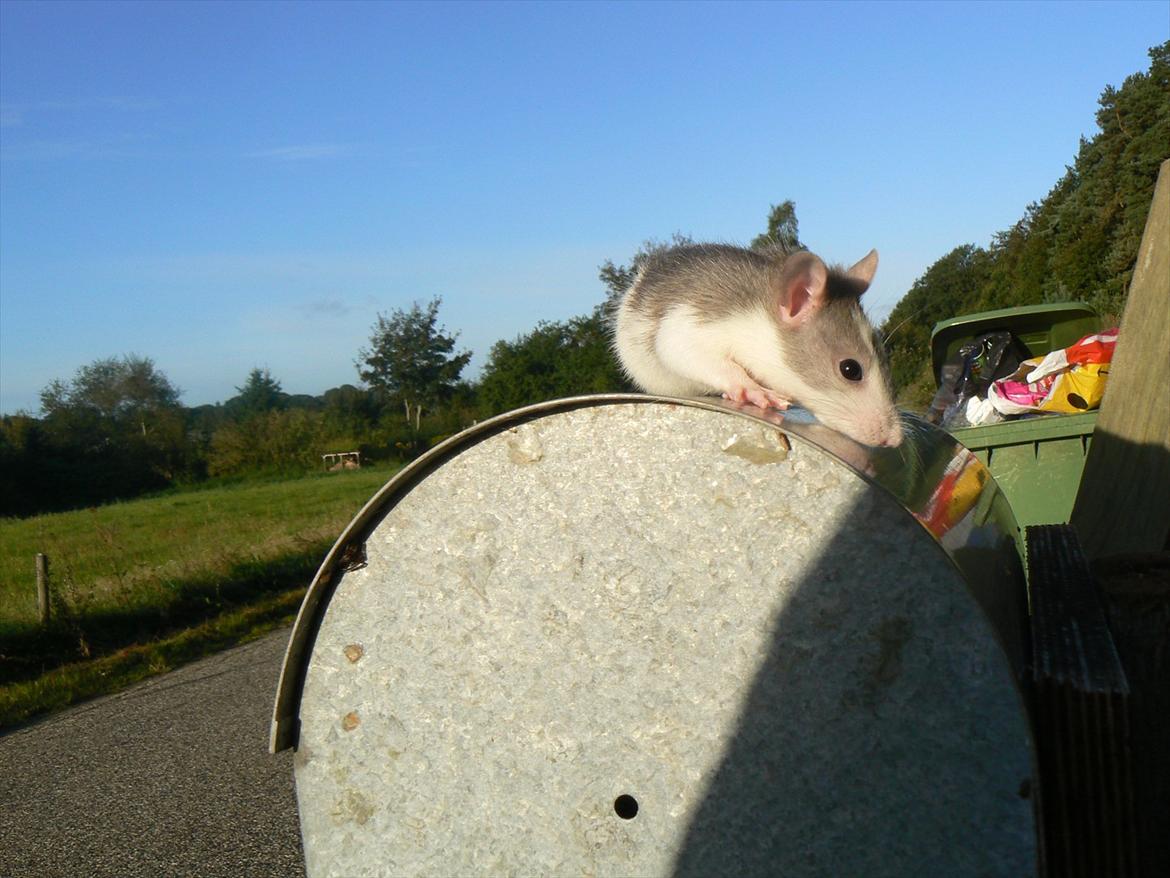 Tamrotte Ayo billede 9