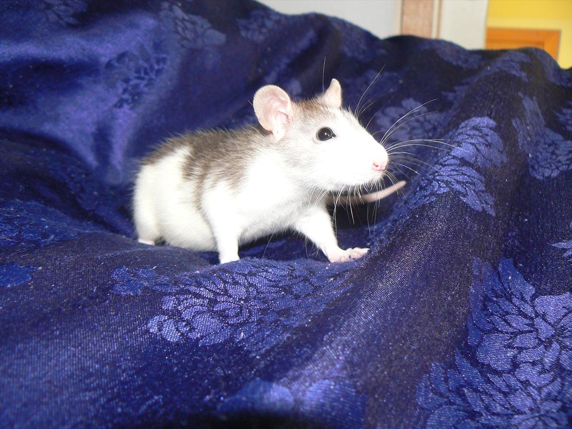 Tamrotte Ayo billede 10